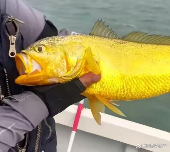 給我一些雷龍魚的照片（關于雷龍魚的圖片資源推薦）