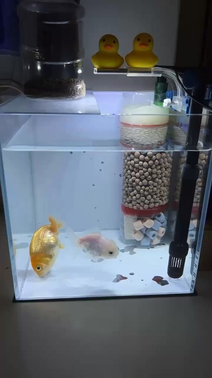 西安哪里有賣生態魚缸的實體店 西安哪里買魚缸多