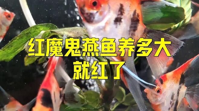 RDC紅魔龍魚發色技巧