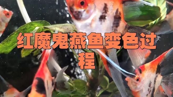 RDC紅魔龍魚發色技巧