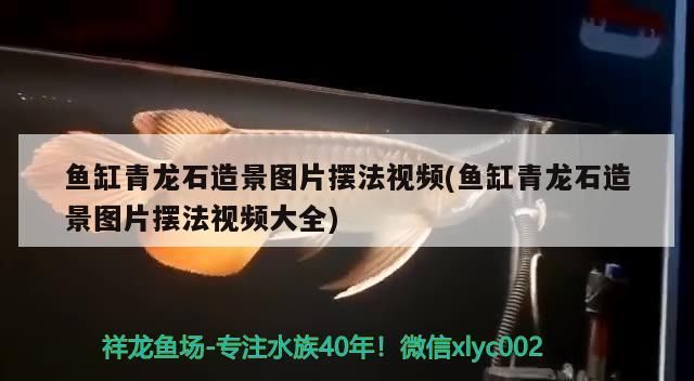 魚缸青龍石造景圖片擺法視頻(魚缸青龍石造景圖片擺法視頻大全) 觀賞魚百科 第1張 魚缸青龍石造景圖片擺法視頻(魚缸青龍石造景圖片擺法視頻大全) 魚缸青龍石造景圖片擺法視頻(魚缸青龍石造景圖片擺法視頻大全) 觀賞魚百科 第1張