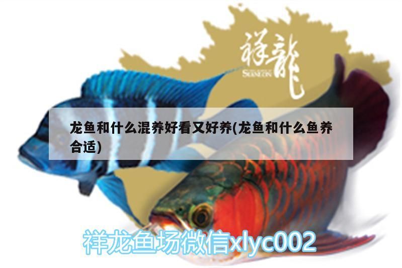 龍魚(yú)和什么混養(yǎng)好看又好養(yǎng)(龍魚(yú)和什么魚(yú)養(yǎng)合適)