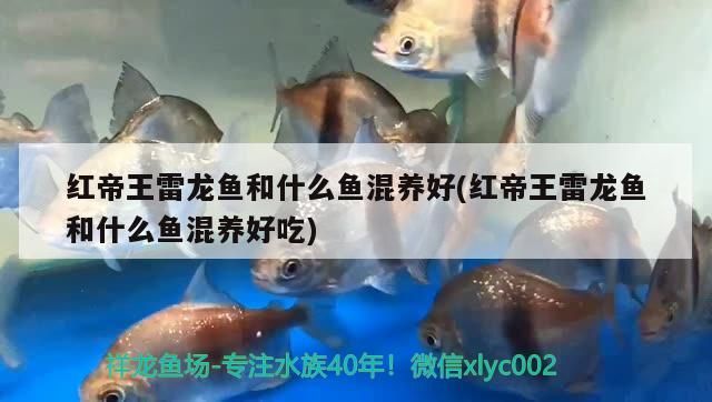 紅帝王雷龍魚和什么魚混養好(紅帝王雷龍魚和什么魚混養好吃)