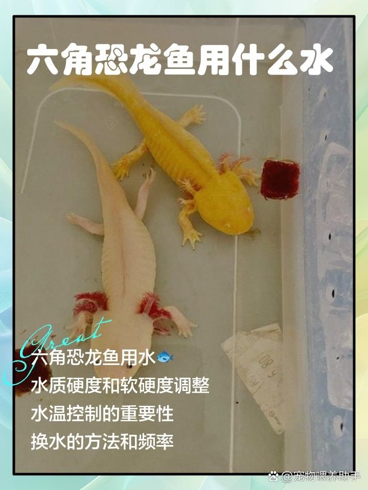 恐龍魚多久換一次水合適