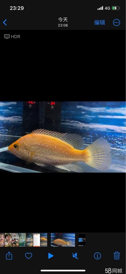 七彩龍魚的市場價格波動大嗎