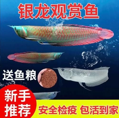 七彩龍魚的市場價格波動大嗎