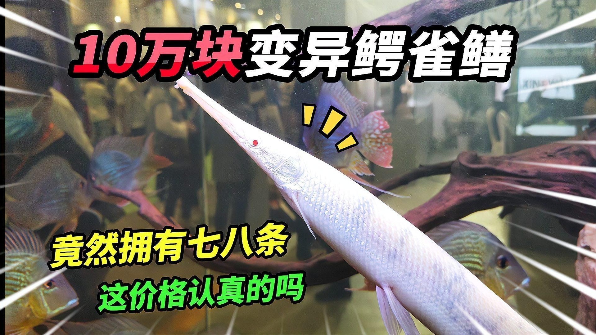 <strong><mark>白玉</mark></strong>紅龍魚的市場需求如何？