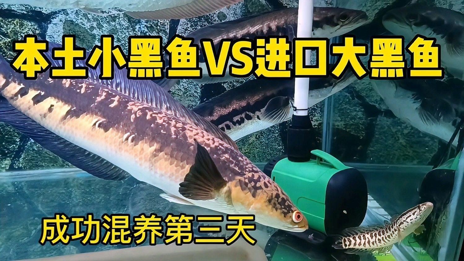 黑魚(yú)和雷龍魚(yú)哪個(gè)更適合混養(yǎng)（魚(yú)和雷龍魚(yú)混養(yǎng)需要考慮以下幾個(gè)因素）