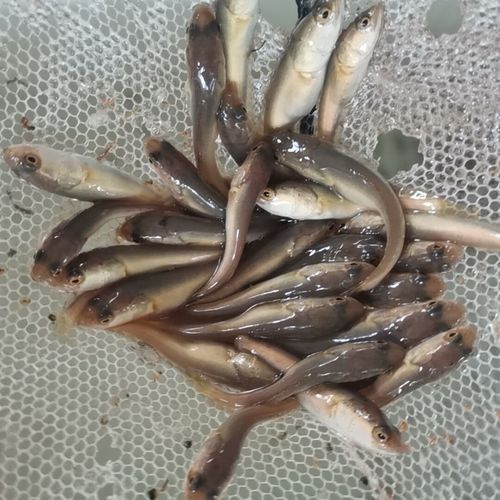 黑魚(yú)和雷龍魚(yú)哪個(gè)更適合混養(yǎng)（魚(yú)和雷龍魚(yú)混養(yǎng)需要考慮以下幾個(gè)因素）