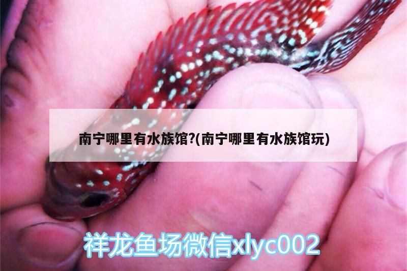 南寧哪里有水族館?(南寧哪里有水族館玩) 南寧哪里有水族館?(南寧哪里有水族館玩) 觀賞魚百科