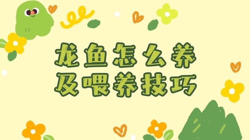 瑰寶龍和政錫龍魚哪個更活躍？（瑰寶龍和政錫龍魚哪個更稀有？） 瑰寶龍和政錫龍魚哪個更活躍？（瑰寶龍和政錫龍魚哪個更稀有？） 龍魚百科 第3張