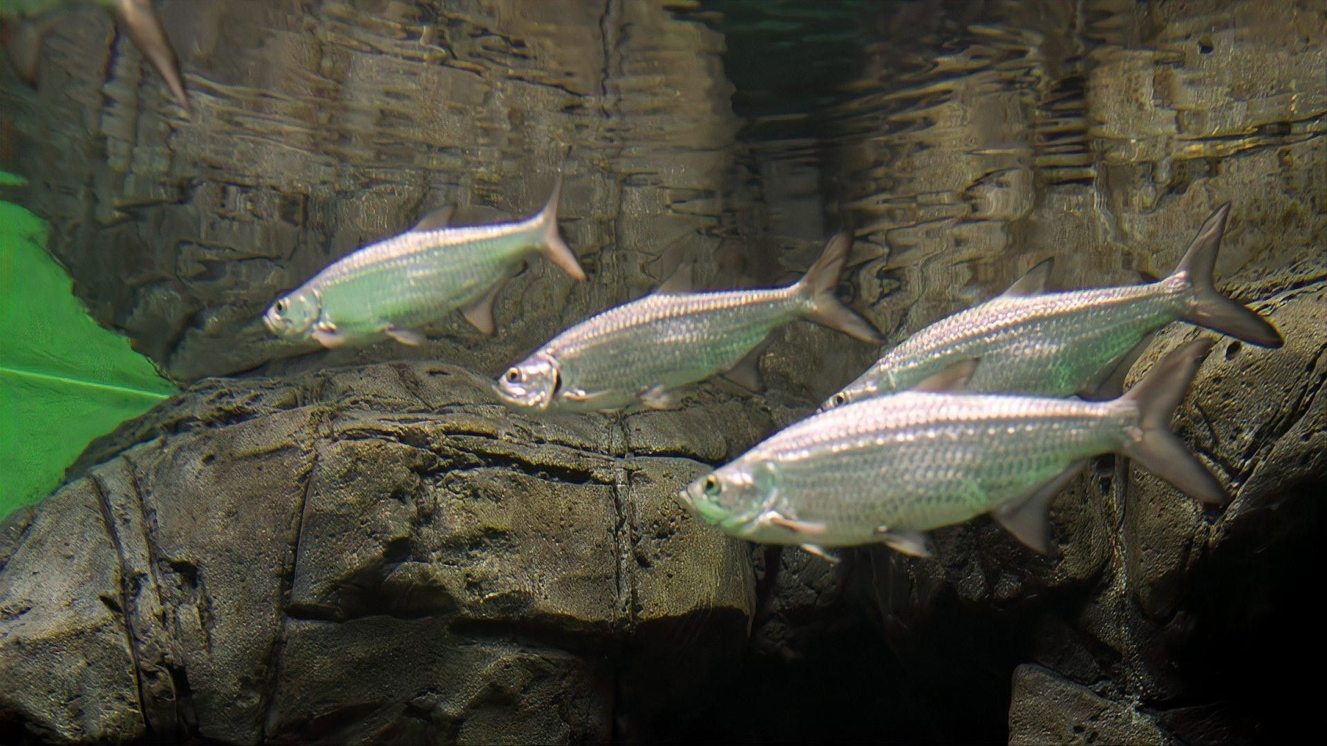 如何判斷魚缸生態(tài)是否平衡（魚缸生態(tài)是否平衡是維護(hù)水族箱健康的關(guān)鍵指標(biāo)和步驟）