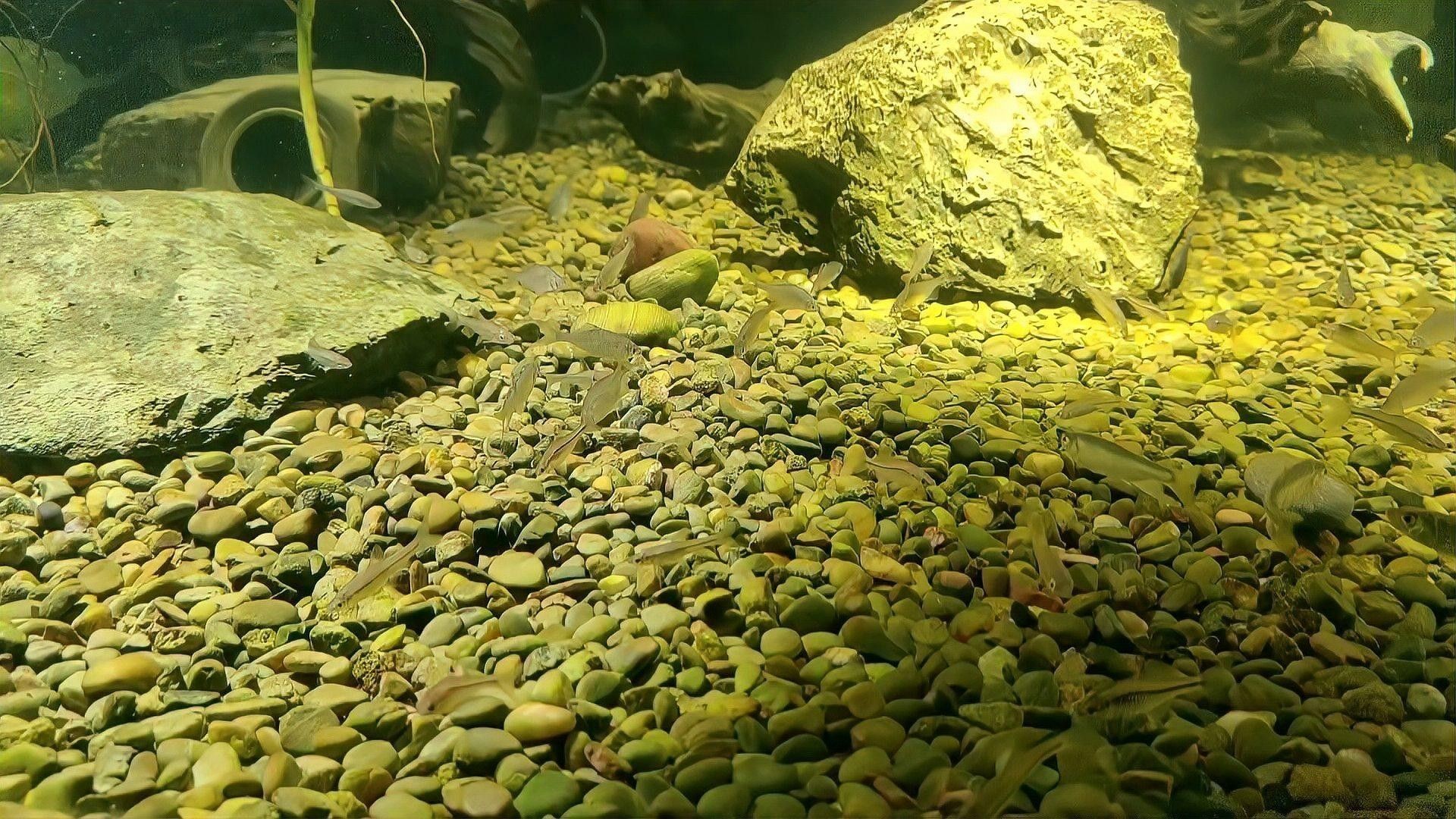 如何判斷魚缸生態(tài)是否平衡（魚缸生態(tài)是否平衡是維護(hù)水族箱健康的關(guān)鍵指標(biāo)和步驟）