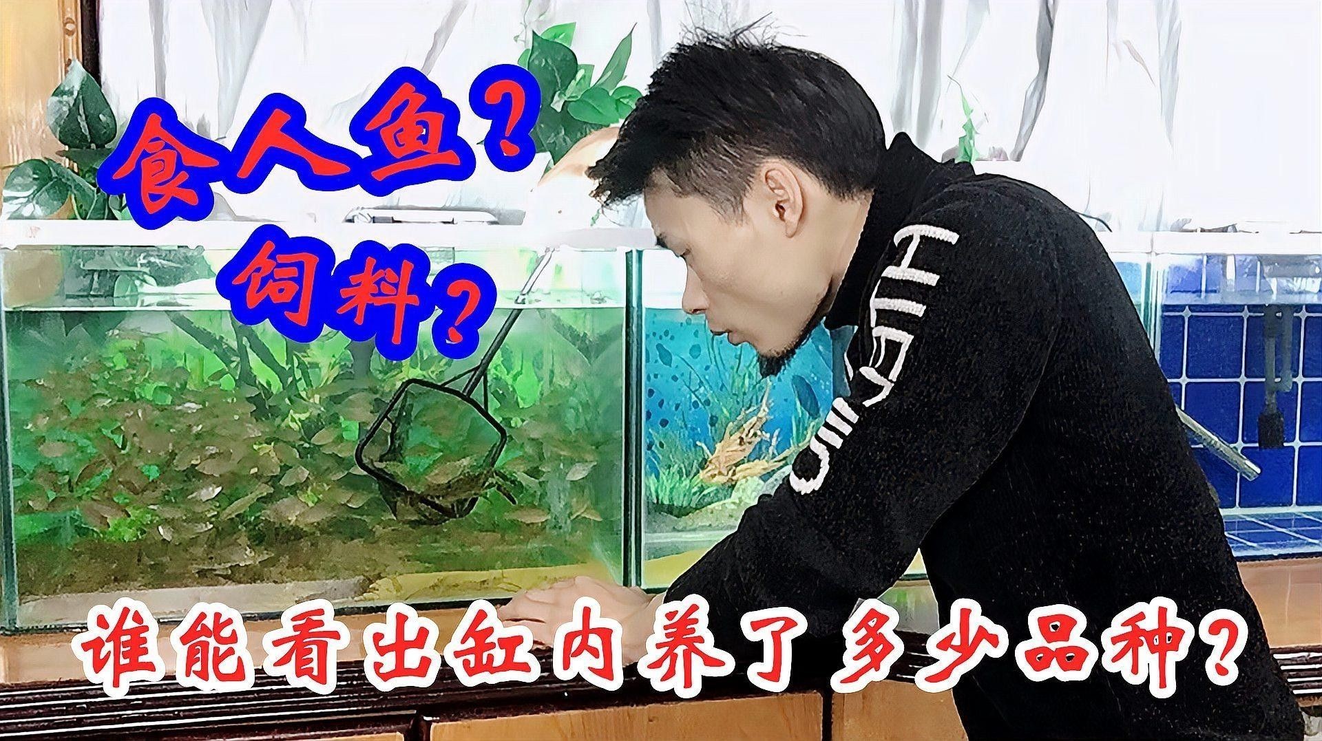如何判斷魚缸生態(tài)是否平衡（魚缸生態(tài)是否平衡是維護(hù)水族箱健康的關(guān)鍵指標(biāo)和步驟）