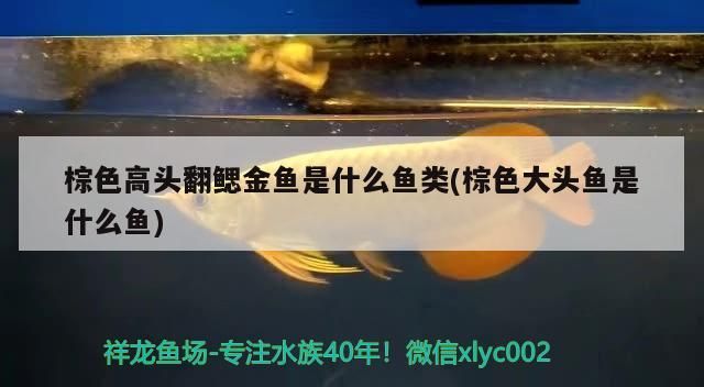 棕色高頭翻鰓金魚是什么魚類(棕色大頭魚是什么魚)