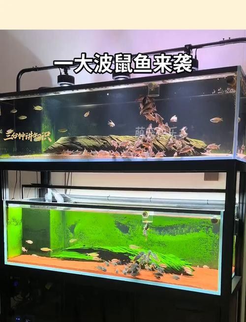 如何降低鼠魚在混養中的損耗？