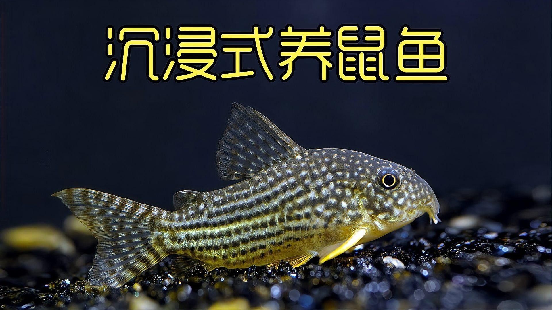 如何降低鼠魚在混養中的損耗？