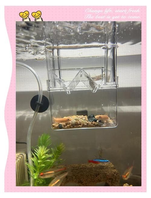 如何降低鼠魚在混養中的損耗？