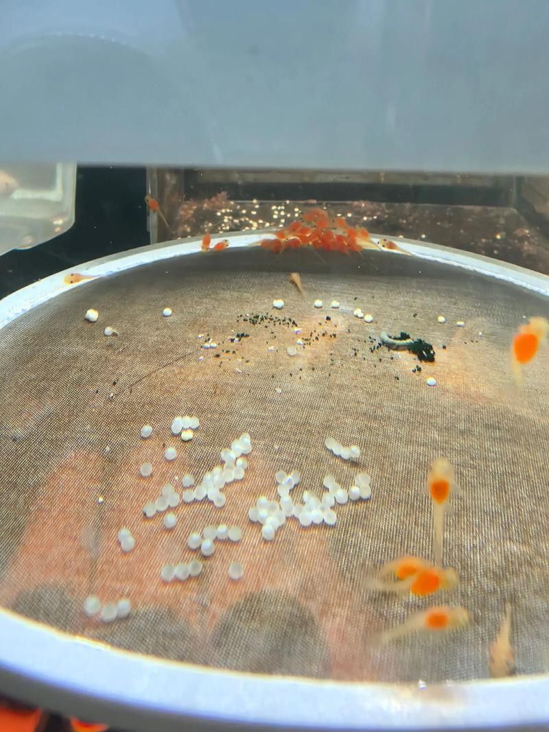 如何降低鼠魚在混養中的損耗？