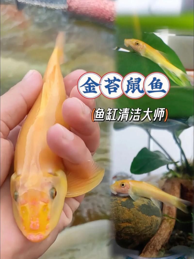 如何降低鼠魚在混養中的損耗？