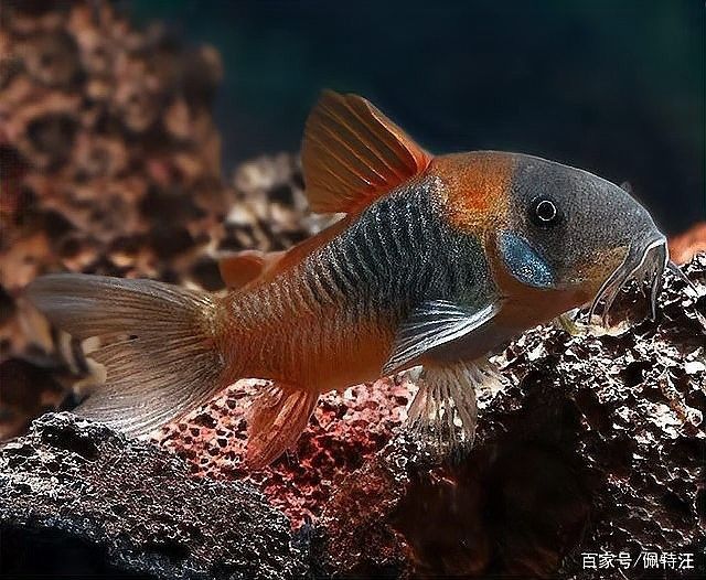 如何降低鼠魚在混養中的損耗？