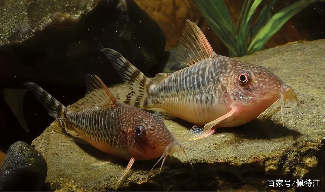 如何降低鼠魚在混養中的損耗？