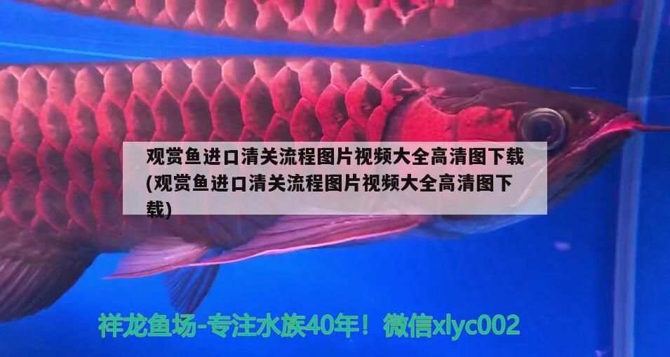 觀賞魚進(jìn)口清關(guān)流程圖片視頻大全高清圖下載(觀賞魚進(jìn)口清關(guān)流程圖片視頻大全高清圖下載)