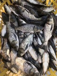 如何聯系雞西龍魚供應商