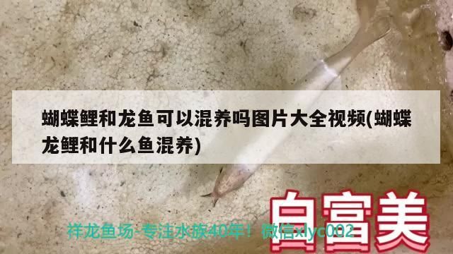 蝴蝶鯉和龍魚可以混養嗎圖片大全視頻(蝴蝶龍鯉和什么魚混養) 蝴蝶鯉和龍魚可以混養嗎圖片大全視頻(蝴蝶龍鯉和什么魚混養) 觀賞魚百科