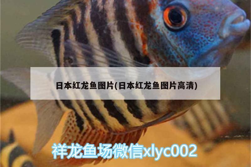 日本紅龍魚圖片(日本紅龍魚圖片高清) 日本紅龍魚圖片(日本紅龍魚圖片高清) 觀賞魚百科