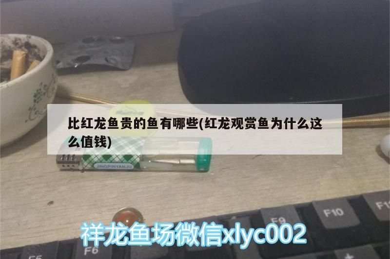 龍魚內臟受傷后多久會恢復正常進食，龍魚內臟受傷后怎么恢復？ 龍魚內臟受傷后多久會恢復正常進食，龍魚內臟受傷后怎么恢復？ 龍魚百科 第2張
