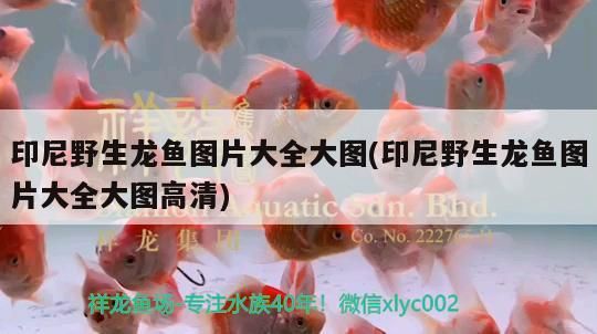 印尼野生龍魚圖片大全大圖(印尼野生龍魚圖片大全大圖高清) 印尼野生龍魚圖片大全大圖(印尼野生龍魚圖片大全大圖高清) 觀賞魚百科