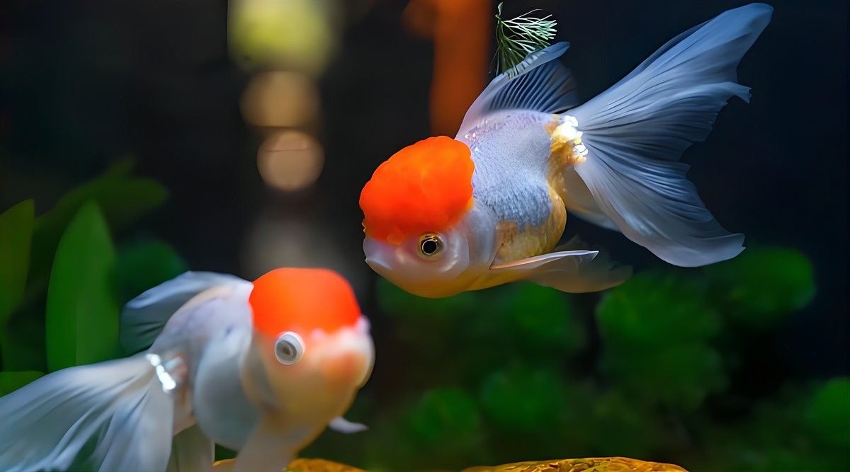 龍魚死后多久清理魚缸（龍魚死了，怎么正確處理水質(zhì)）