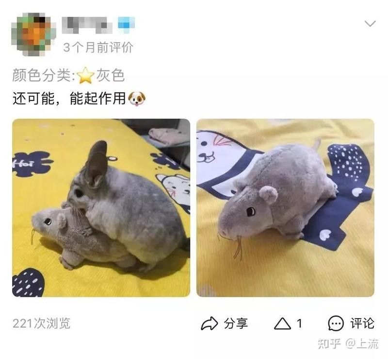 龍貓的最佳伴侶有哪些？（龍貓和哪些寵物可以<strong><mark>和平</mark></strong>相處龍貓的最佳繁殖配對是什么）