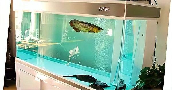如何選擇適合自己的龍魚缸？ 如何選擇適合自己的龍魚缸？ 龍魚百科 第16張