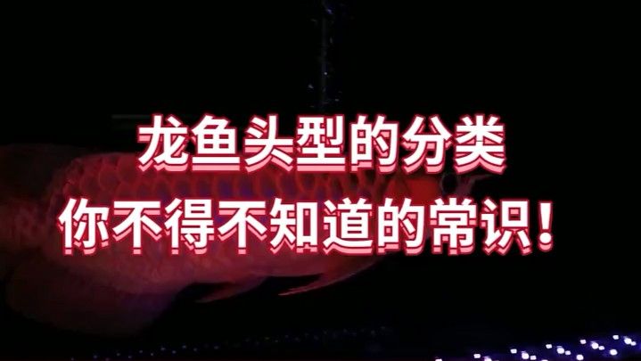 金龍魚頭型與品種的關(guān)系（觀賞魚世界金龍魚的品種分類鵬志致數(shù)字科技~） 金龍魚頭型與品種的關(guān)系（觀賞魚世界金龍魚的品種分類鵬志致數(shù)字科技~） 龍魚百科 第7張
