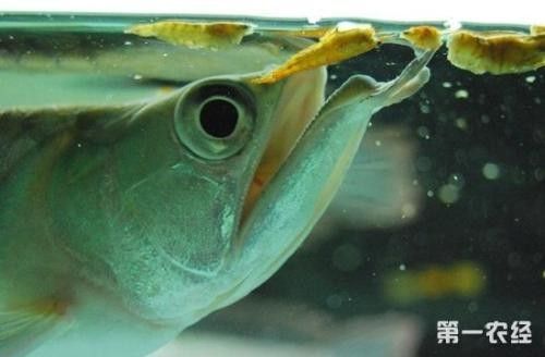 如何預防龍魚身體彎曲，龍魚身體彎曲怎么辦