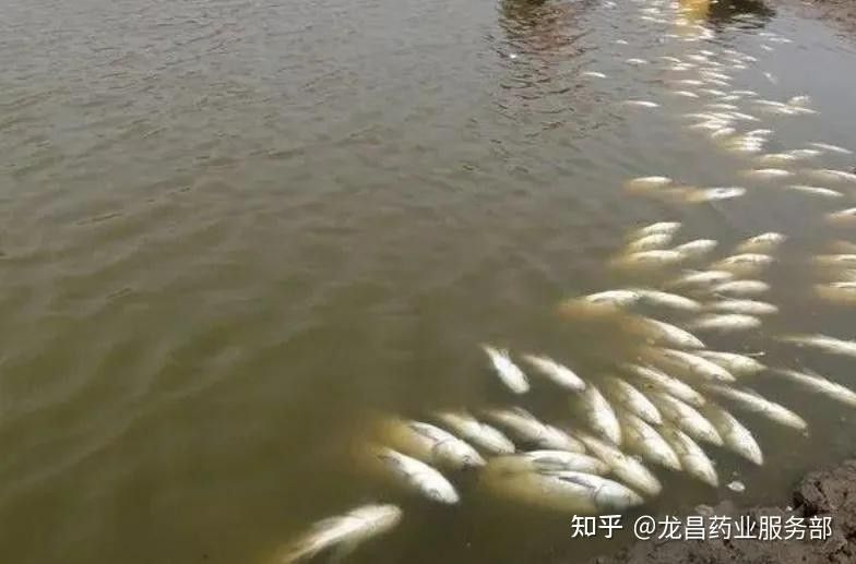 金龍魚水溫過高如何急救？