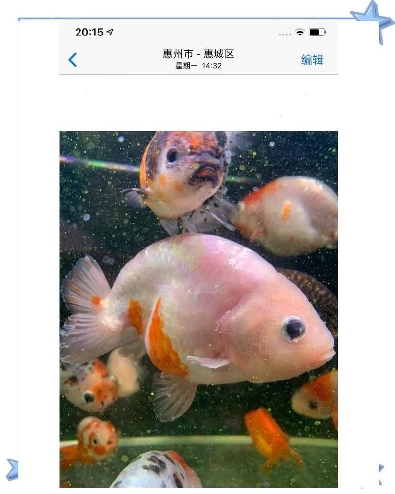 金龍魚水溫過高如何急救？