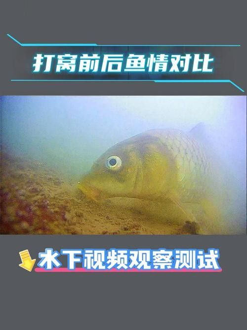 如何判斷水龍魚是否新鮮？ 如何判斷水龍魚是否新鮮？ 龍魚百科 第14張