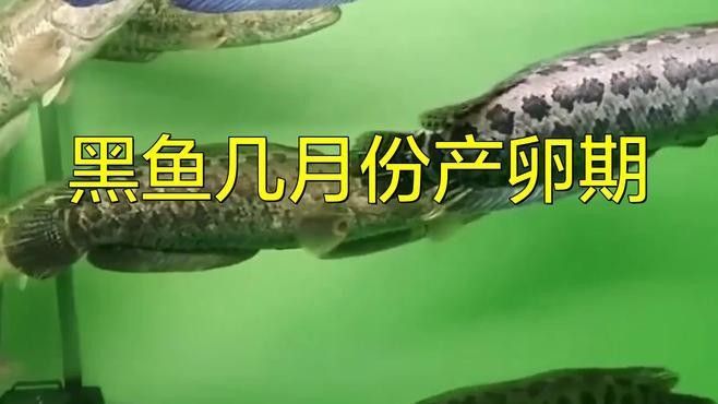 黑龍魚繁殖條件有哪些？