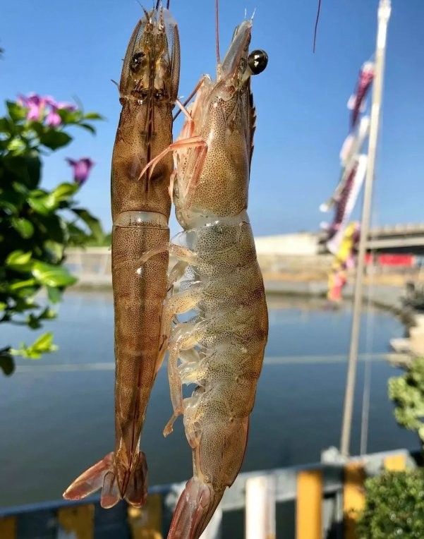 薩伊藍混養的最佳水質參數