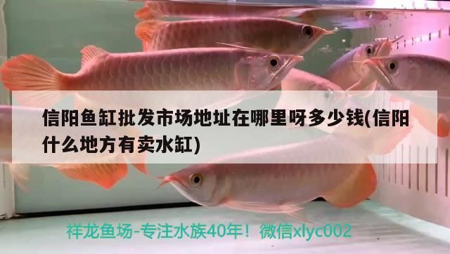 印尼虎魚多少溫度飼養最好:印尼虎魚多少溫度飼養最好印尼虎魚多少溫度飼養最好 信陽魚缸批發市場地址在哪里呀多少錢(信陽什么地方有賣水缸) 觀賞魚百科 信陽魚缸批發市場地址在哪里呀多少錢(信陽什么地方有賣水缸) 信陽魚缸批發市場地址在哪里呀多少錢(信陽什么地方有賣水缸) 觀賞魚百科