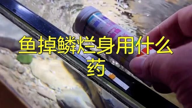 龍魚爛鱗病會傳染嗎？（養魚小藝） 龍魚爛鱗病會傳染嗎？（養魚小藝） 龍魚百科 第2張