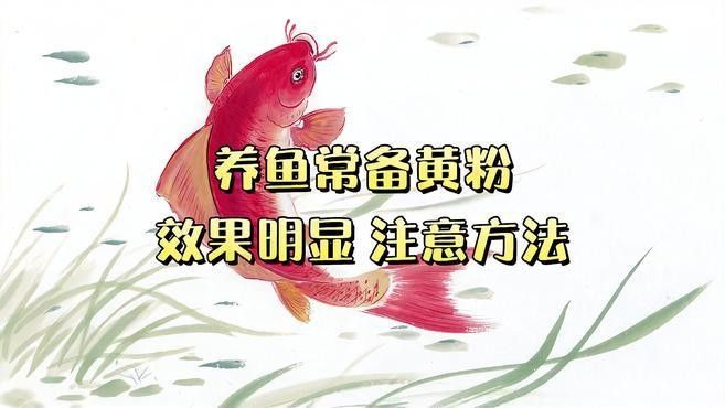 使用黃粉后多久換水 使用黃粉后多久換水 龍魚百科 第1張