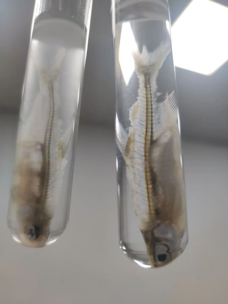 解剖后如何處理龍魚(yú)尸體？