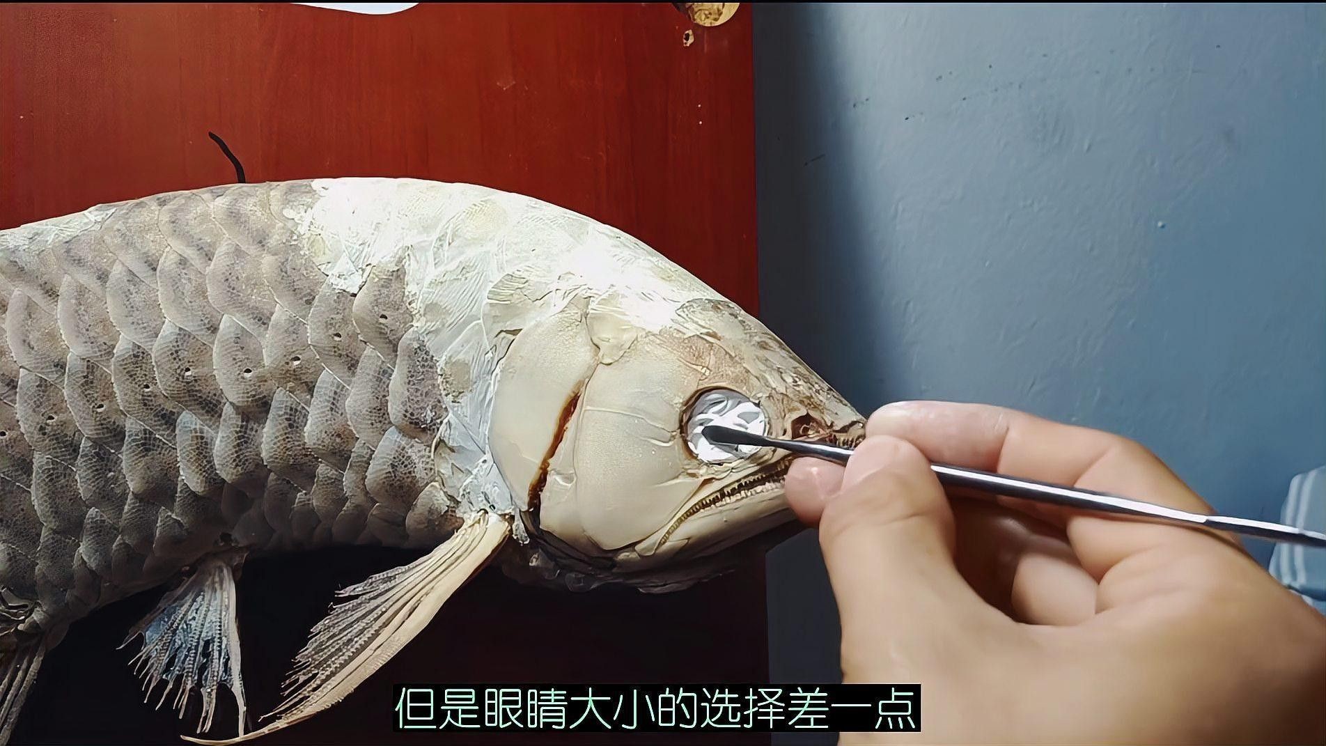 解剖后如何處理龍魚(yú)尸體？