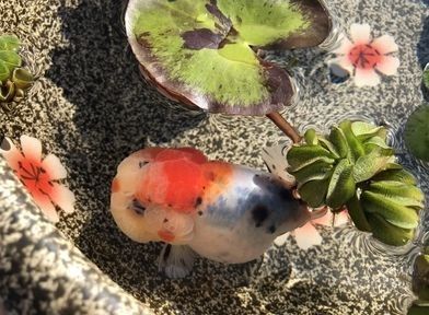 金龍魚須子爛了怎么辦 金龍魚須子爛了怎么辦 龍魚百科 第13張