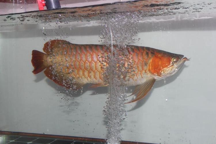 金龍魚須子爛了怎么辦 金龍魚須子爛了怎么辦 龍魚百科 第6張