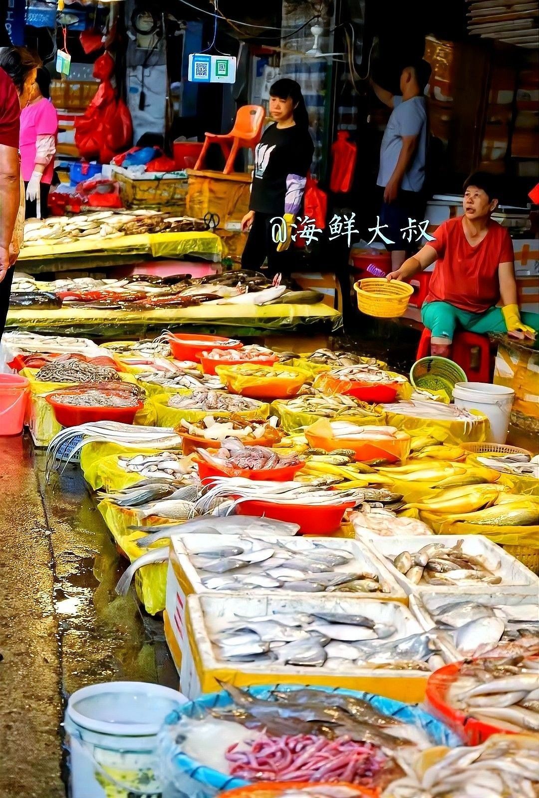 廈門龍魚的品種有哪些